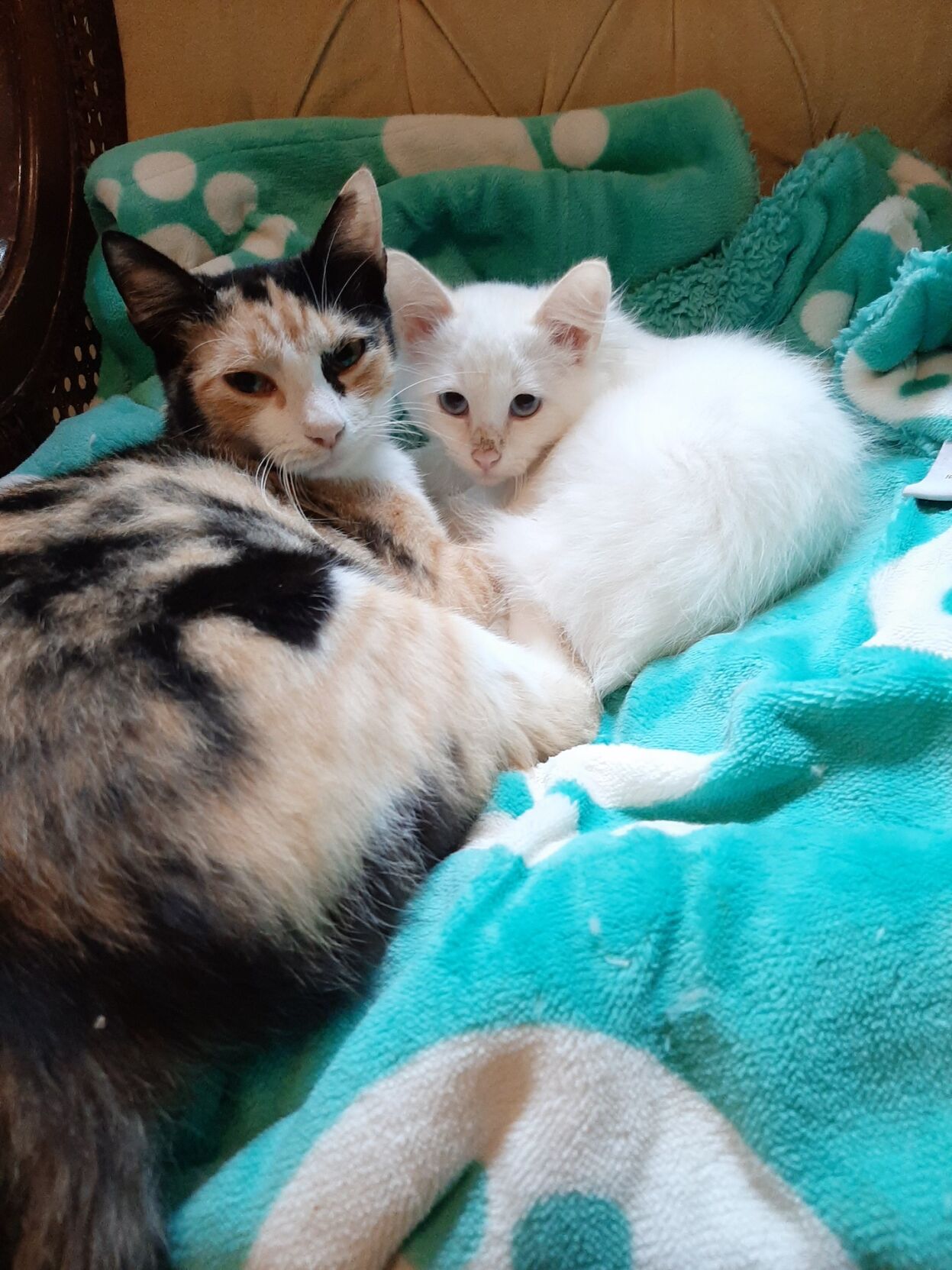 Amber and Olaf in the shelter